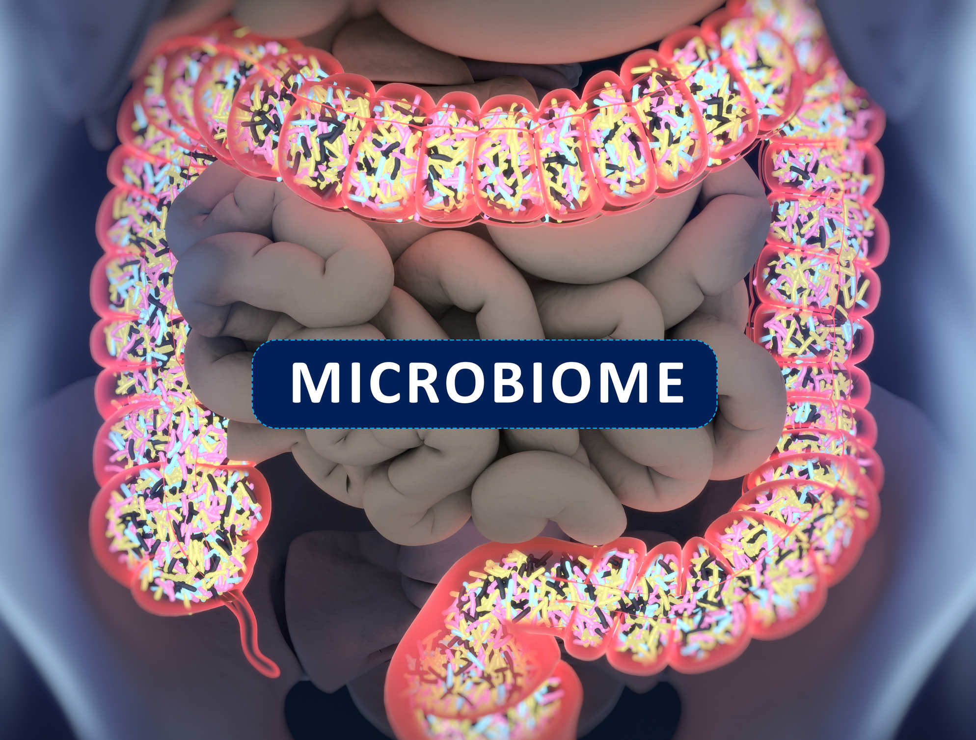 Gut Microbiome - Biomed Supplements